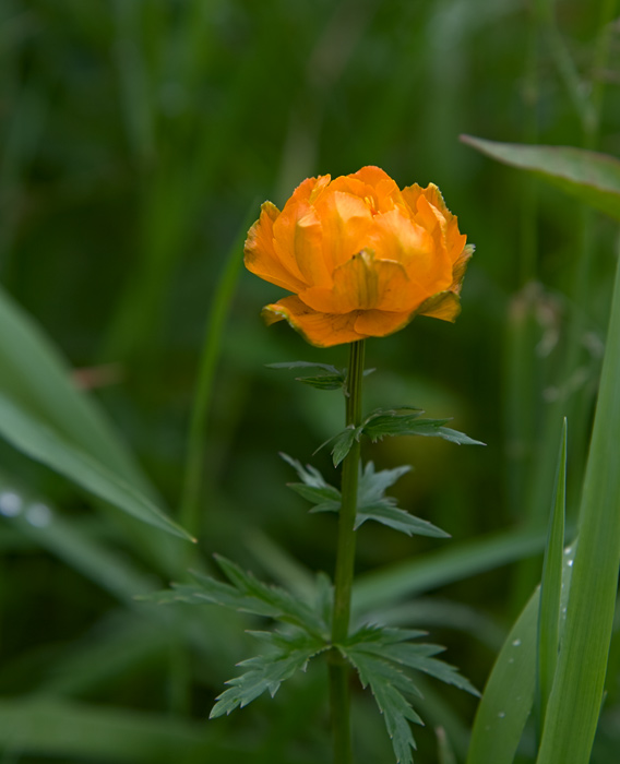 Image of Trollius altaicus specimen.