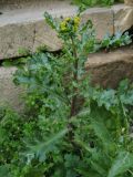 Senecio vulgaris