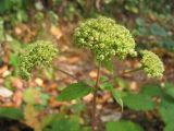Hylotelephium maximum