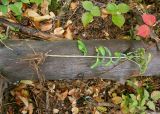 Hylotelephium maximum