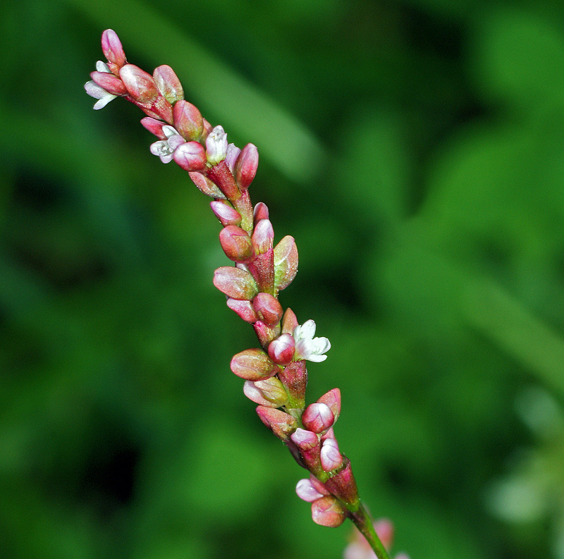 Image of Persicaria hydropiper specimen.