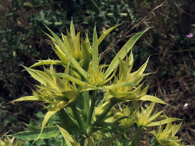 Изображение особи Eryngium campestre.