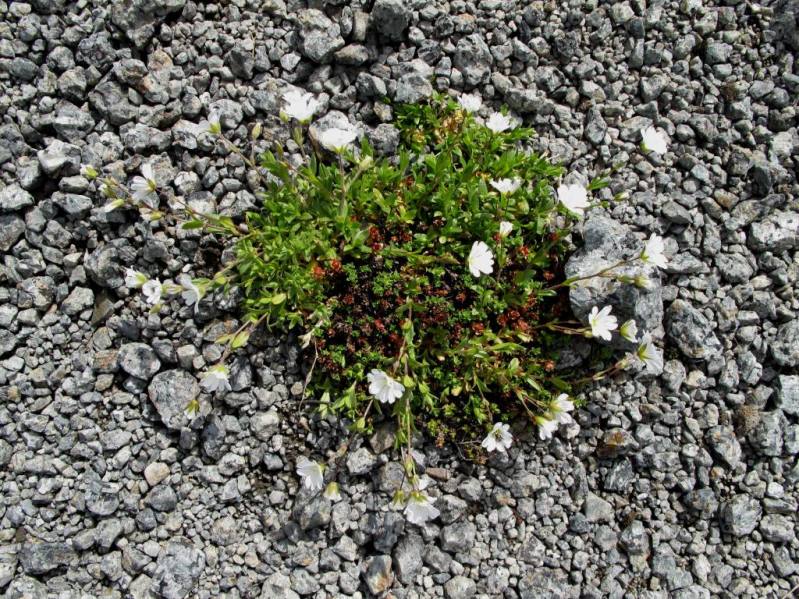 Image of Cerastium arcticum specimen.