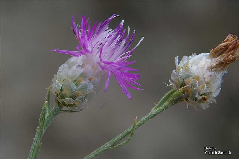 Image of Centaurea sarandinakiae specimen.