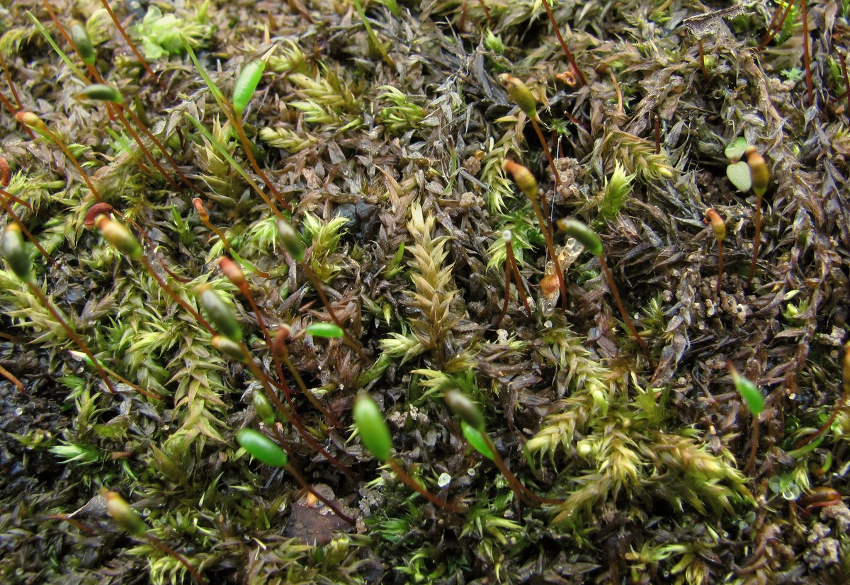 Image of Leptodictyum riparium specimen.