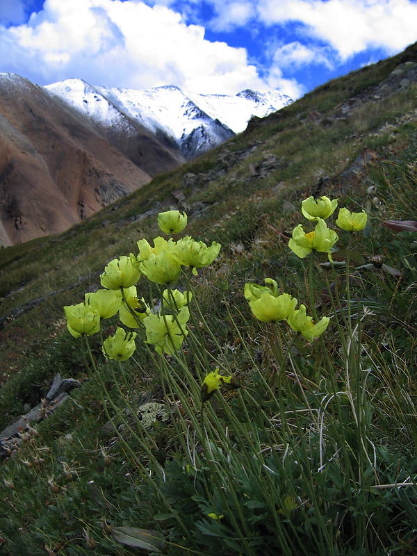 Изображение особи Papaver canescens.