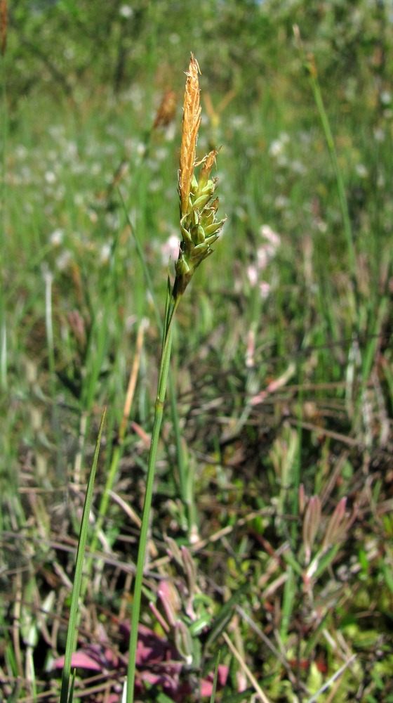 Image of Carex limosa specimen.