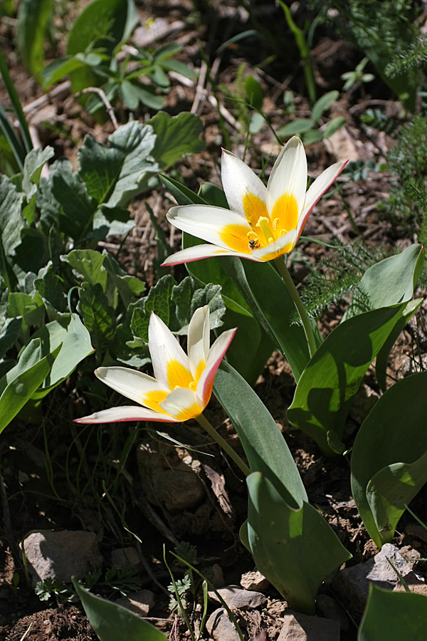 Image of Tulipa berkariensis specimen.