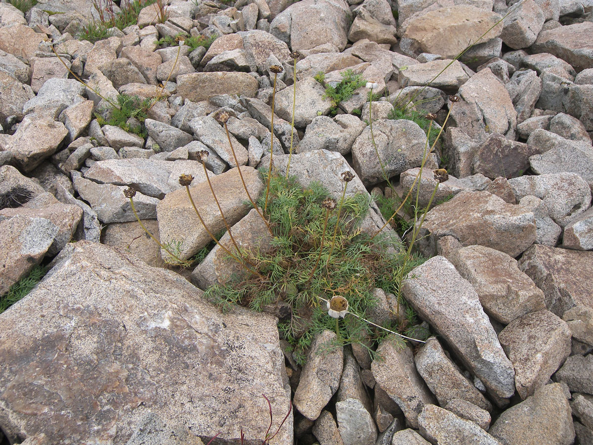 Изображение особи Tripleurospermum caucasicum.