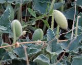 Ecballium elaterium