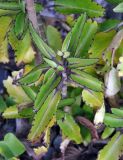 Kalanchoe pinnata