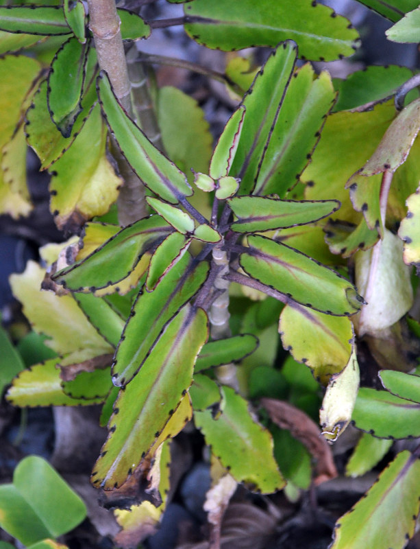 Изображение особи Kalanchoe pinnata.