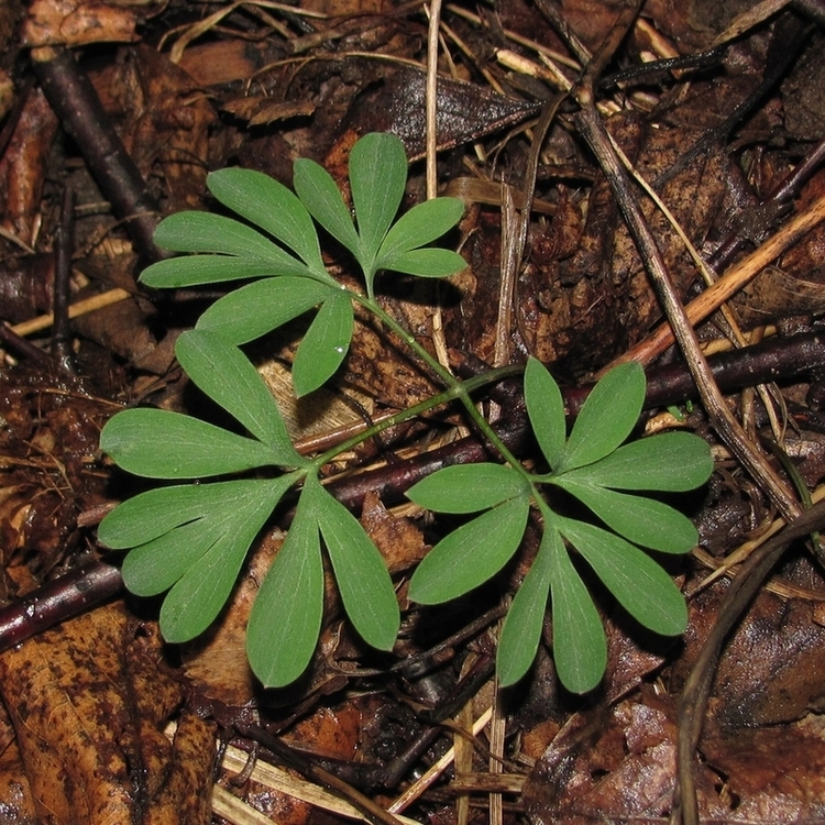 Изображение особи Corydalis solida.