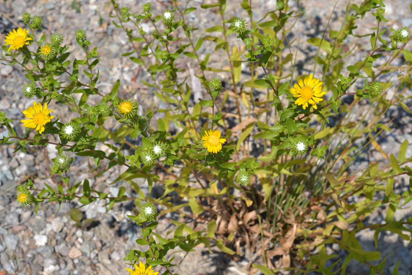 Изображение особи Grindelia squarrosa.