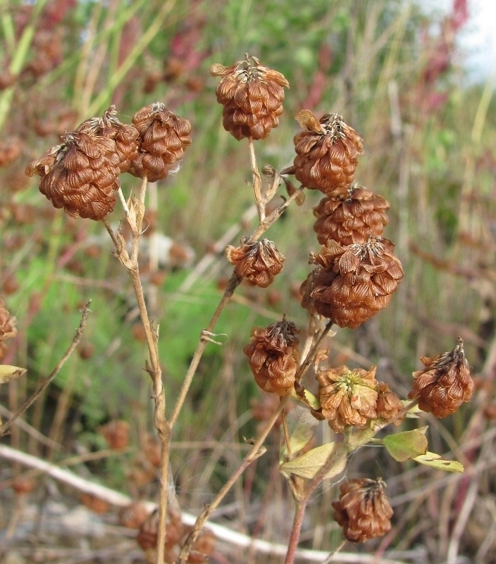 Изображение особи Trifolium aureum.