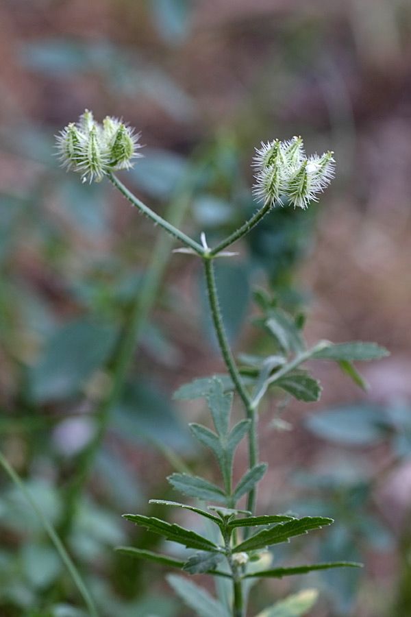 Image of Turgenia latifolia specimen.