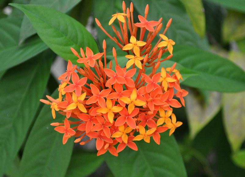 Изображение особи Ixora coccinea.