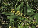 Acacia melanoxylon. Цветущая ветвь с филлодиями - листовидно расширенными черешками. Las Mercedes, Tenerife, Канарские острова, Испания. 7 марта 2008 г.