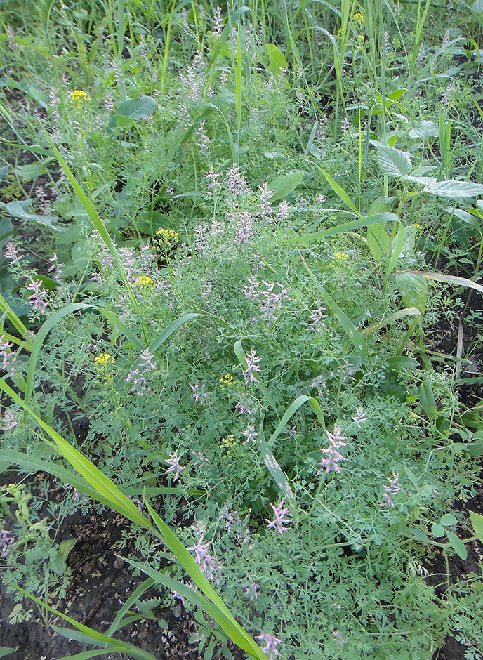 Image of Fumaria officinalis specimen.