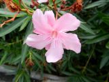 Nerium oleander. Цветок. Франция, Приморские Альпы, пригород Граса, парфюмерная фабрика Галимар (Galimard), в культуре. 22.07.2014.