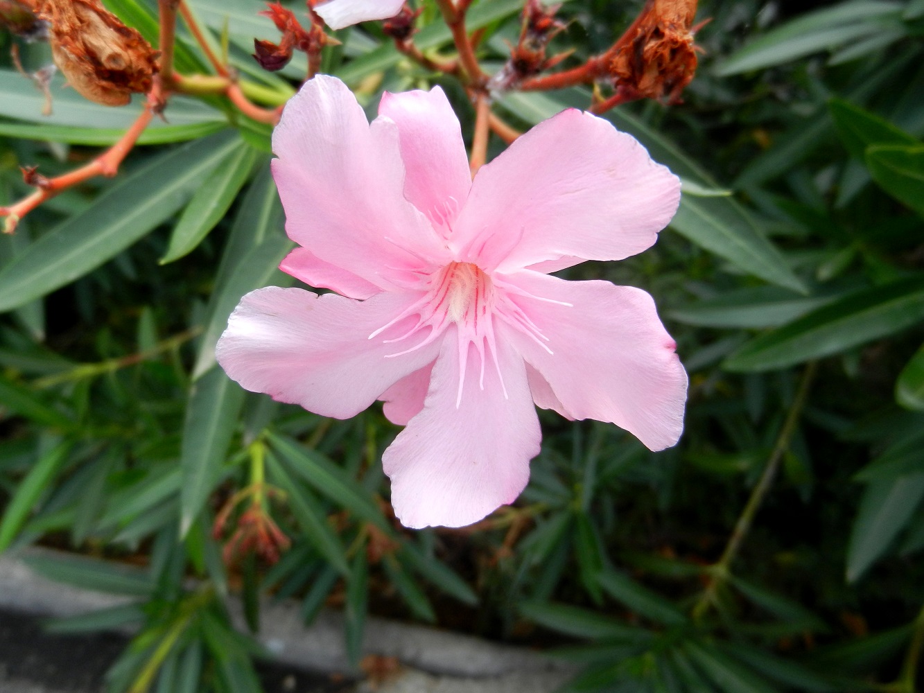 Image of Nerium oleander specimen.