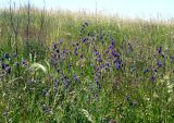 Salvia nutans