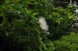 Calliandra haematocephala. Часть ветви с распустившимися и нераспустившимися соцветиями (белоцветковая форма). Сингапур, Singapore Botanic Gardens. 18.08.2014.