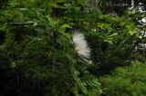 Calliandra haematocephala