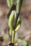 Thermopsis lupinoides. Основание молодого побега. Пластинка нижнего листа редуцирована, видны крупные сросшиеся прилистники. Мурманск, МГГУ, в культуре. 27.05.2015.