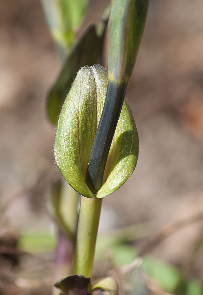 Image of Thermopsis lupinoides specimen.