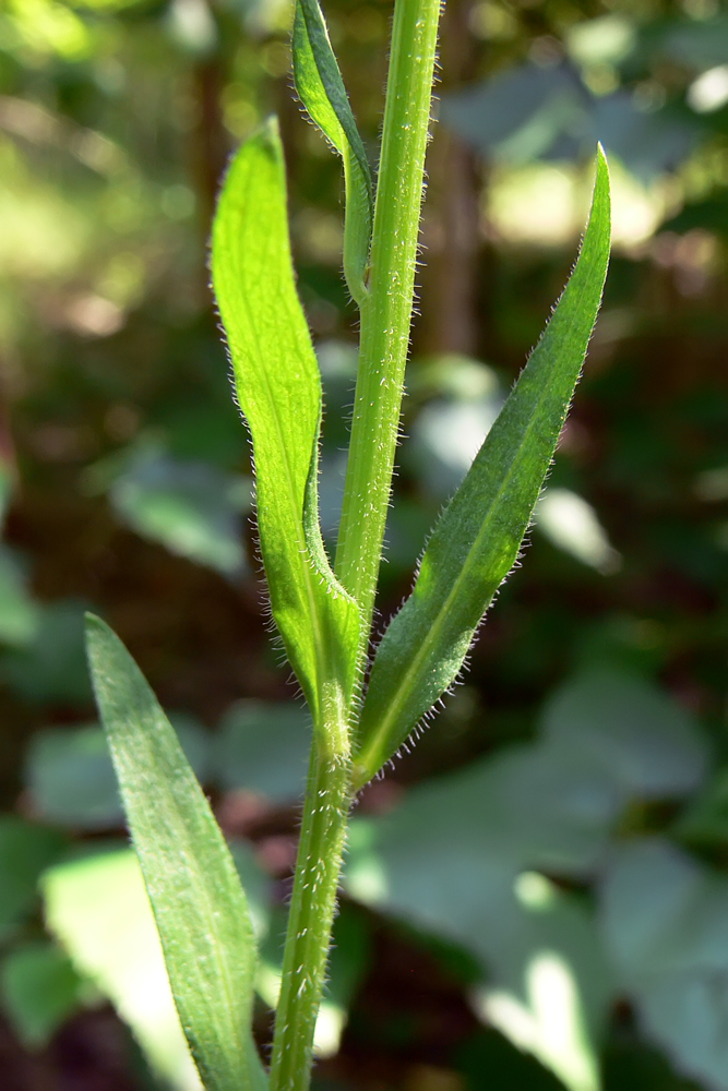 Image of Erigeron podolicus specimen.