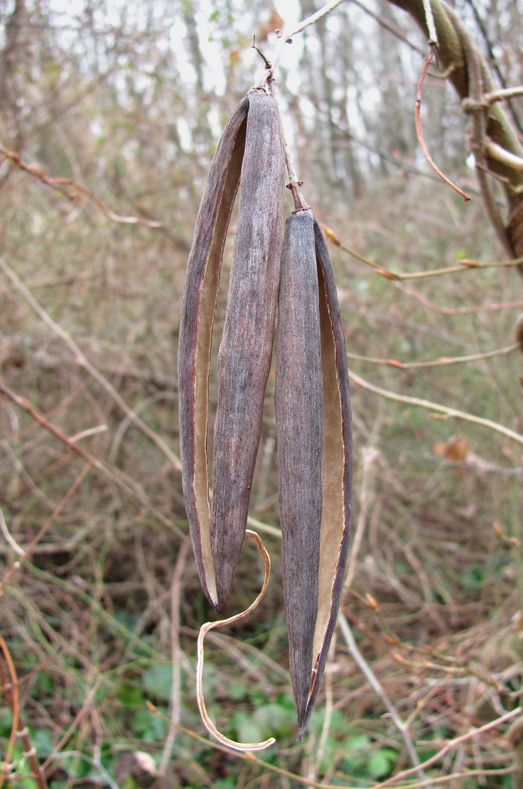 Image of Periploca graeca specimen.