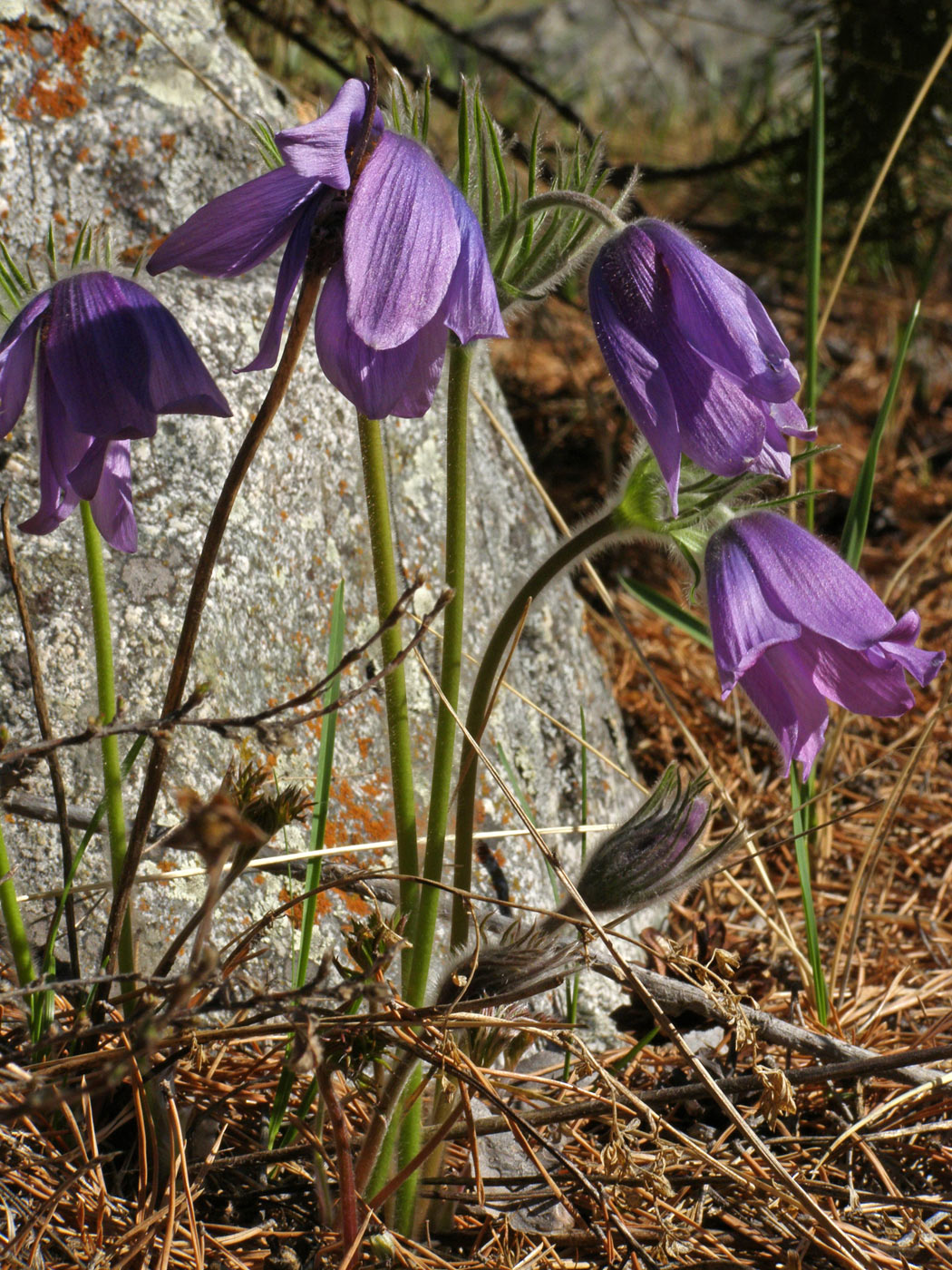Image of genus Pulsatilla specimen.