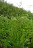 Rumex pseudonatronatus