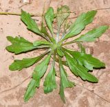 Conyza bonariensis