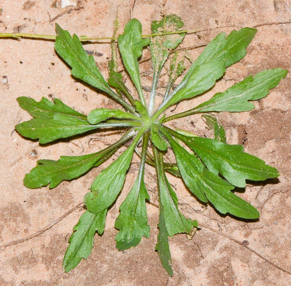 Image of Conyza bonariensis specimen.