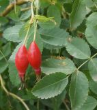 genus Rosa. Плоды и листья (белоцветковая форма). Восточный Казахстан, г. Усть-Каменогорск, правый берег р. Иртыш. 09.08.2014.