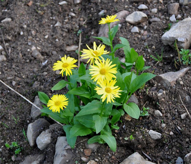 Изображение особи Doronicum altaicum.