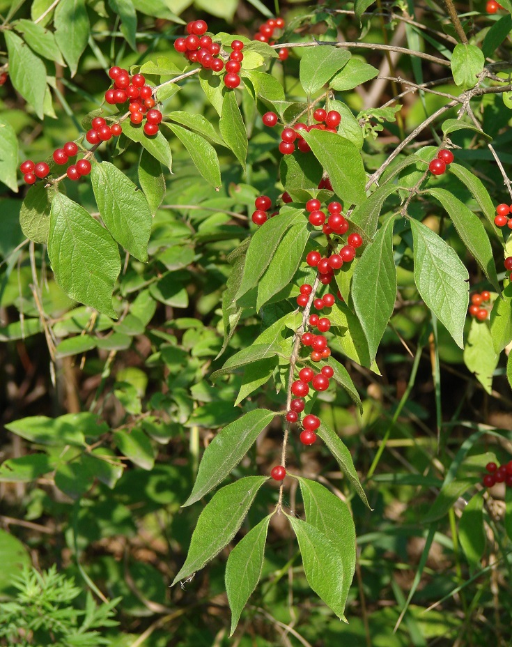 Image of Lonicera chrysantha specimen.