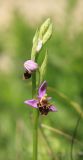 Ophrys oestrifera. Верхняя часть соцветия. Черноморское побережье Кавказа, окр. г. Новороссийск, Маркотхский хребет, южный склон г. Семигорка, шибляк. 4 мая 2014 г.