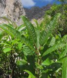 Salix caucasica. Побег. Адыгея, Кавказский биосферный заповедник, южный склон горы Оштен, исток р. Мутный Тепляк, субальпийский пояс, ≈ 2100 м н.у.м., каменистая осыпь. 30.08.2015.