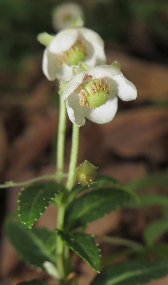 Image of Chimaphila japonica specimen.