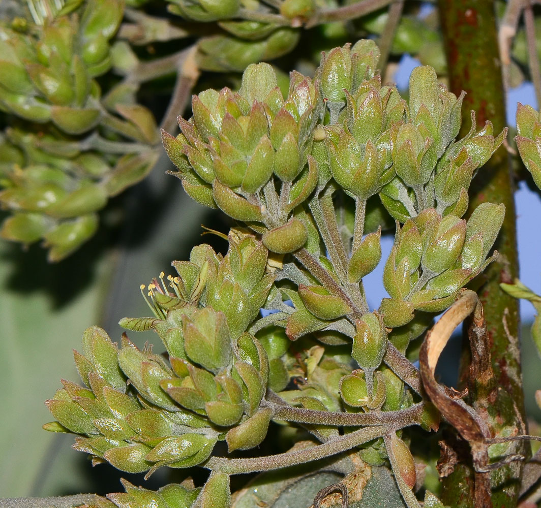 Изображение особи Kalanchoe beharensis.