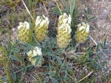 Astragalus lupulinus