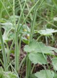 Ranunculus velutinus. Нижняя часть побега. Италия, окр. г. Рим, луг. 09.04.2016.