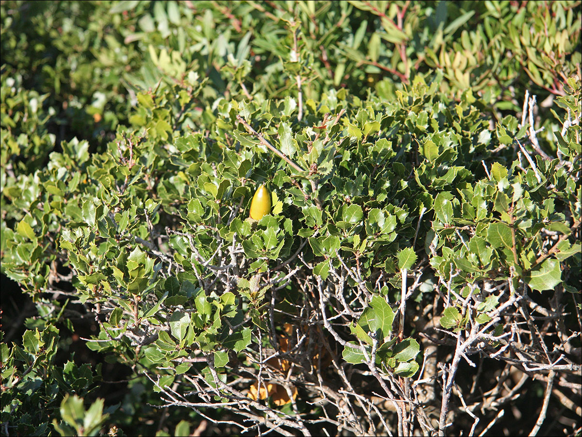 Image of Quercus coccifera specimen.