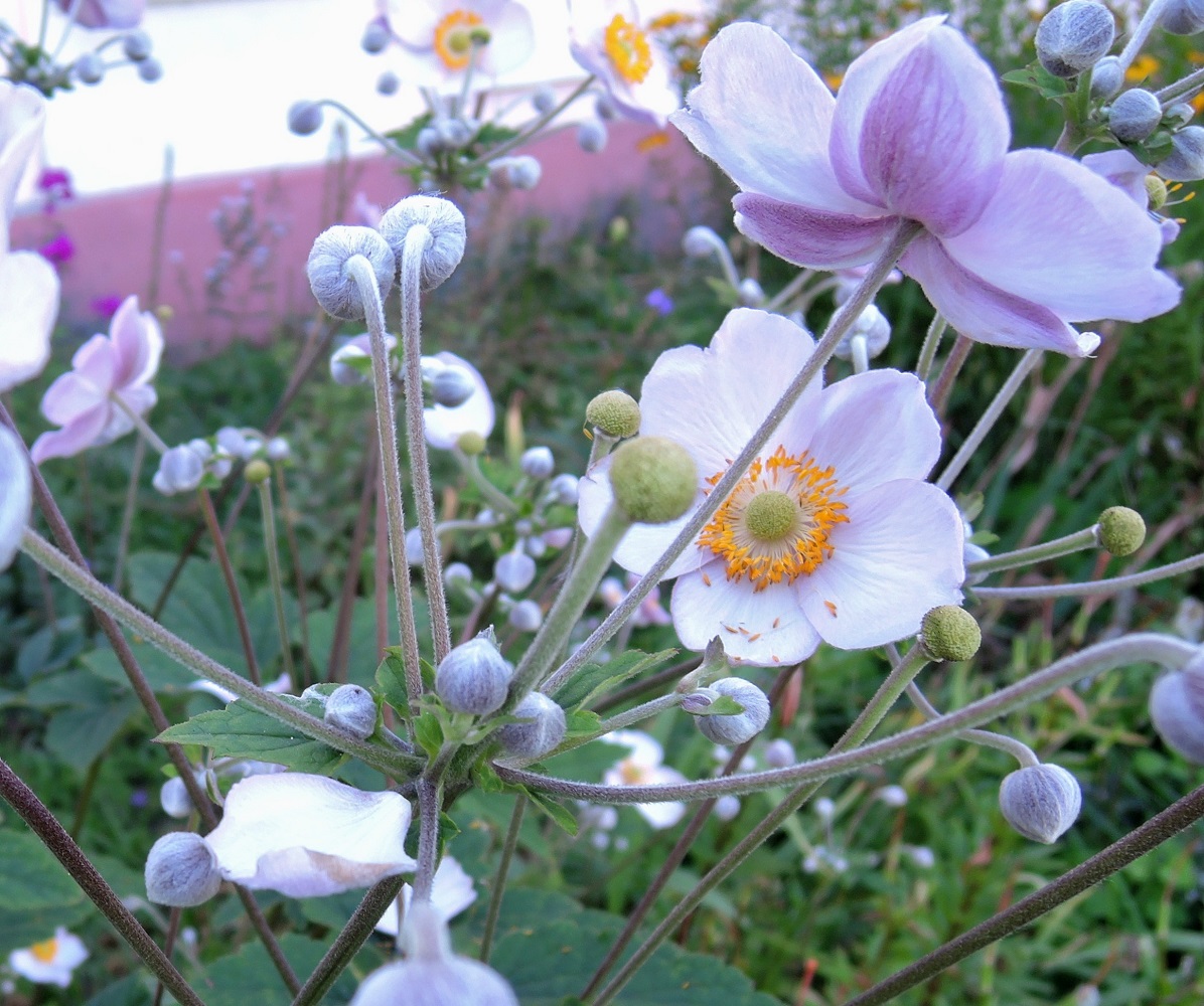 Изображение особи Anemone hupehensis.