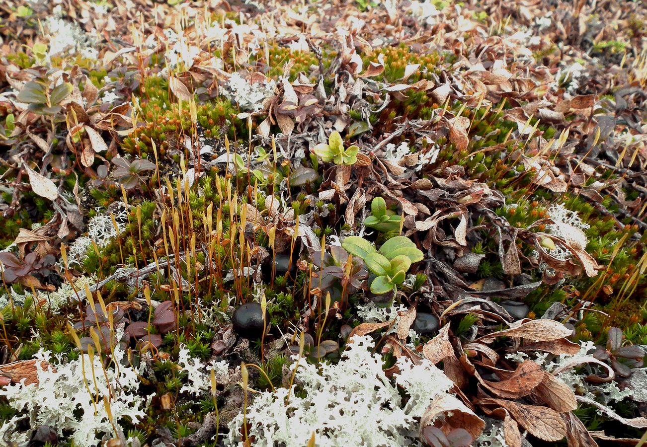 Изображение особи род Polytrichum.