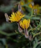 Launaea arborescens