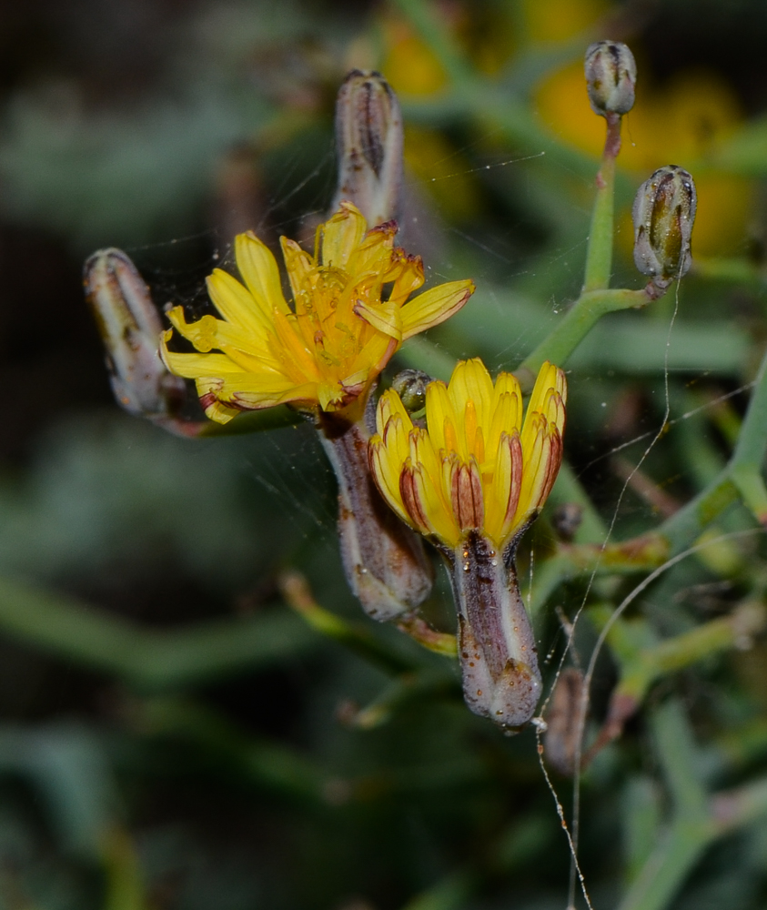 Изображение особи Launaea arborescens.